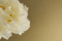 Kaboompics - White Frilled Flower Petals Close-Up