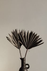 Kaboompics - Two Dried Palm Fronds in a Black Handled Vase Against a Light Neutral Wall