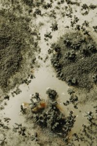 Kaboompics - Dark Mold Growth and Spore Clusters on Agar