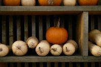 Kaboompics - Orange Pumpkin Above a Row of White Pumpkins on Wooden Shelves