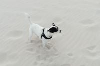 Kaboompics - White and Black Small Dog Standing Alone in Soft Beach Sand, Minimalist Coastal Pet Photography