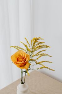 Kaboompics - Orange Rose with Yellow Goldenrod in White Vase Against a Light Neutral Background
