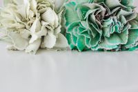 Kaboompics - Colorful carnations flowers - Dianthus caryophyllus