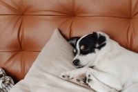 Kaboompics - White Spotted Puppy Sleeping on a Leather Chair for Cozy Pet Lifestyle Content