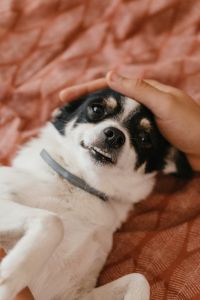 Kaboompics - Close-Up of a Small Dog Looking Up as a Hand Pats Its Head, Gentle Pet Care Content