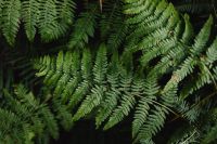 Kaboompics - Overlapping Fern Fronds as a Dark Green Botanical Texture Background