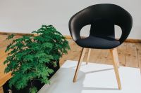 Kaboompics - Black Shell Chair with Wooden Legs and Potted Fern at Design Exhibition