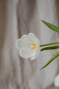 Kaboompics - Macro View of an Open White Tulip with Visible Stamens and Green Leaves