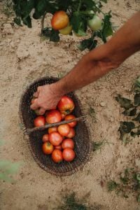 Kaboompics - Hand Picking Tomatoes into Wicker Basket