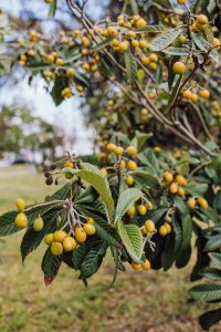 Kaboompics - Vertical Mirabelle Plum Branch with Yellow Fruit against a Soft Park Background