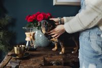 Kaboompics - Woman Petting a Small Black and Tan Dog beside Chemex Coffee and Red Roses at Home