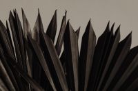 Kaboompics - Pointed Black Dried Palm Leaf Tips Against a Soft Beige Wall, Botanical Detail