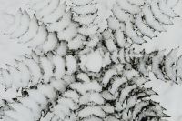 Kaboompics - Branches covered with fresh snow