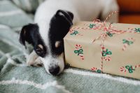 Kaboompics - Close-Up of Dog Sniffing Festive Gift Box