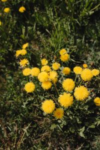 Kaboompics - Yellow Dandelions Growing in Spring Grass