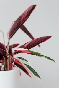 Kaboompics - Pink and Green Calathea Triostar Houseplant