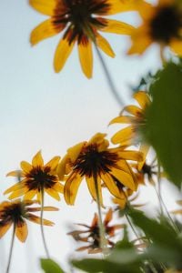 Kaboompics - Yellow Coneflowers Against Blue Sky