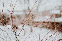 Kaboompics - Close-ups of snowy trees