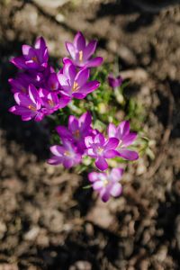 Kaboompics - Purple crocuses blooming in spring