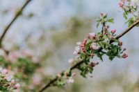 Kaboompics - A blooming apple trees in spring