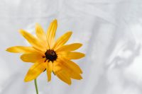 Kaboompics - Yellow Rudbeckia Close-Up With Soft White Background
