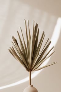 Kaboompics - Palm Frond with Soft Window Shadows on Beige