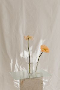 Kaboompics - Minimal Bloom Composition with Folded White Textile