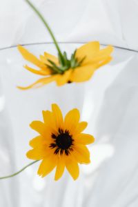 Kaboompics - Soft-Focus Yellow Flower and Mirror Reflection in Sunlit Fabric
