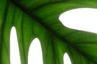 Kaboompics - Monstera Leaf Close Up Backlit Veins Tropical Texture