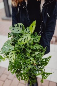Kaboompics - Window-leaf Monstera or Monstera obliqua