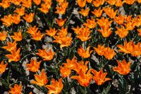 Kaboompics - Warm Orange Tulips Rising Above Green Garden Leaves