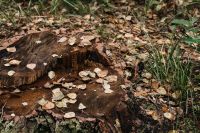 Kaboompics - Weathered Tree Stump Covered With Fallen Leaves