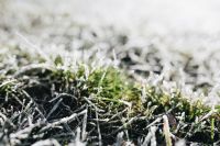 Kaboompics - Frost covered grass in the morning
