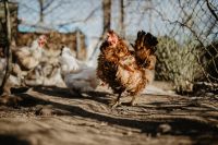 Kaboompics - Farm chicken eating seeds