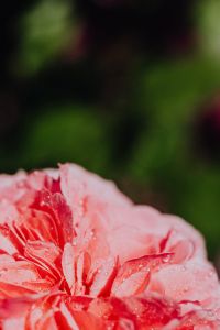 Kaboompics - Rose petals with water drops - flower