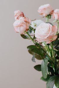 Kaboompics - Close-Up Blush Roses with Negative Space on Beige Background