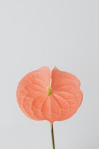 Kaboompics - Front-Facing Coral Anthurium Flower with Yellow Spadix on Pale Gray Background
