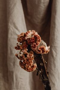 Kaboompics - Dried Flower Bouquet Against Draped Linen Backdrop