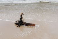 Kaboompics - Small Branch on Sandy Beach