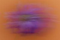 Kaboompics - Dreamy Purple Flower Motion Blur Background