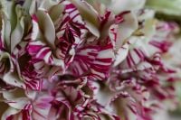 Kaboompics - Macro Floral Texture of Striped Carnation Petals
