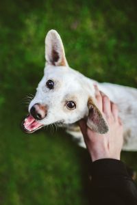 Kaboompics - Gentle Hand Petting a White Dog on the Grass, Close-Up Dog Portrait