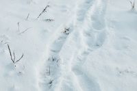 Kaboompics - Single Boot Track Pressed Into Fresh Snow