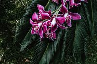 Kaboompics - Tropical arrangement with dendrobium and sago palm