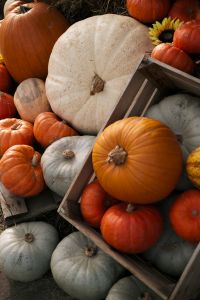 Kaboompics - Large White Pumpkin Surrounded by Orange Pumpkins and a Wooden Crate