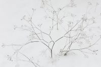 Kaboompics - Snow on dry twigs