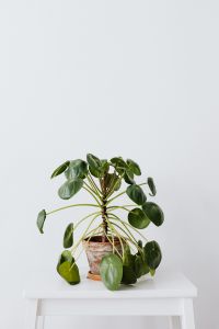 Kaboompics - Chinese Money Plant With Decorative Green Leaves