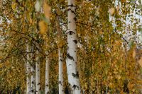 Kaboompics - White Birch Trees with Golden Autumn Leaves