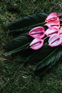 Kaboompics - Pink Anthurium on Palm Frond above Green Grass