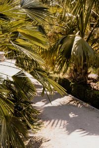 Kaboompics - Palm Frond Close Up with Layered Tropical Greenery